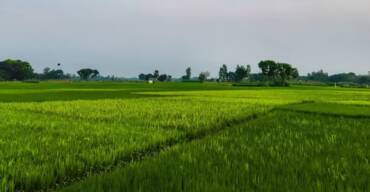 Capturados por ICE en granja de marijuana de California llegan a 361 migrantes