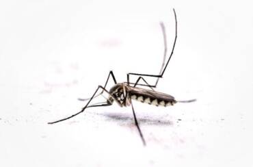 San Diego combate el virus del Nilo con más fumigaciones