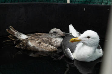 Misteriosa enfermedad amenaza a gaviotas en la costa sur de California