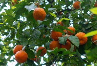 Cultivos de cítricos en amenaza por plaga de Huanglongbing en Riverside