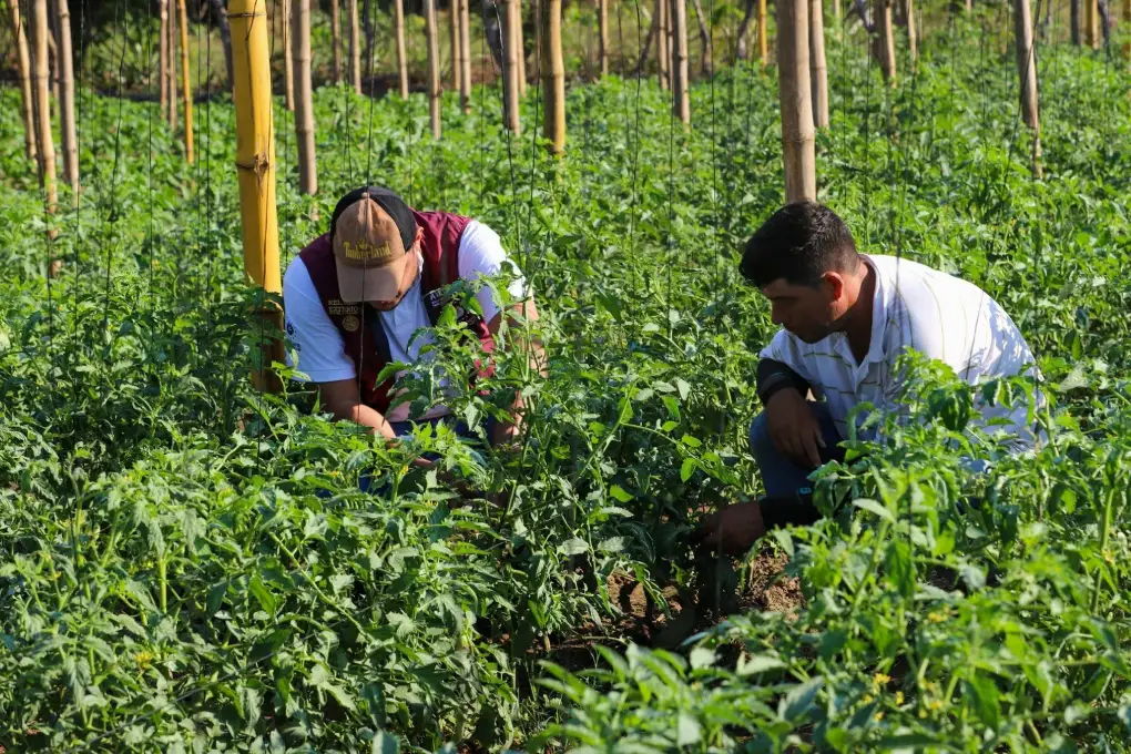 Programa Sembrando Vida beneficiará a 10,000 agricultores en El Salvador en su segunda fase