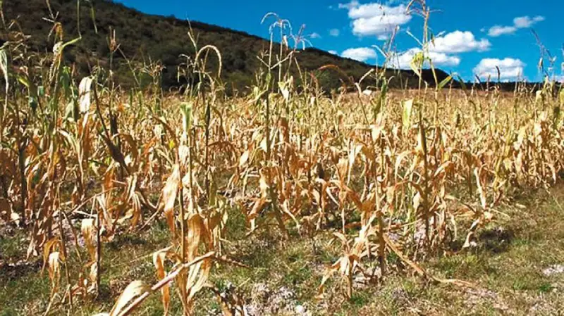 Sequía en El Salvador provoca pérdida de 5,500 manzanas de maíz