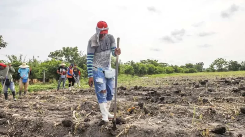 Dirigentes agropecuarios llaman a agricultores a decidir cuando iniciar las siembras, con base en su experiencia.