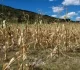 Los cultivos de maíz fueron los más afectados por la sequía.