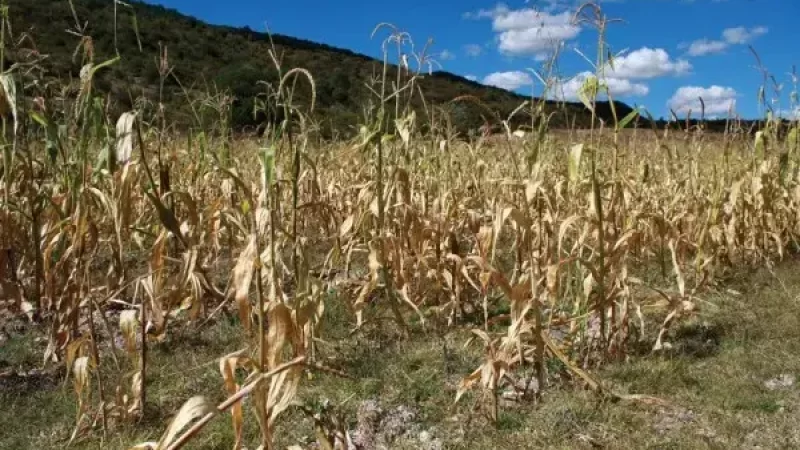 Los cultivos de maíz fueron los más afectados por la sequía.