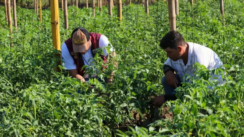 Segunda fase de Sembrando Vida beneficiará a 10,000 agricultores salvadoreños
