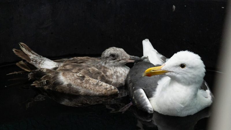 gaviotas-enfermas-caifornia