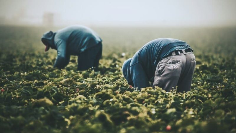 inmigrantes-campo-trabajo-venezolanos