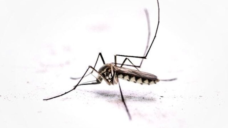 mosquito*sandiego