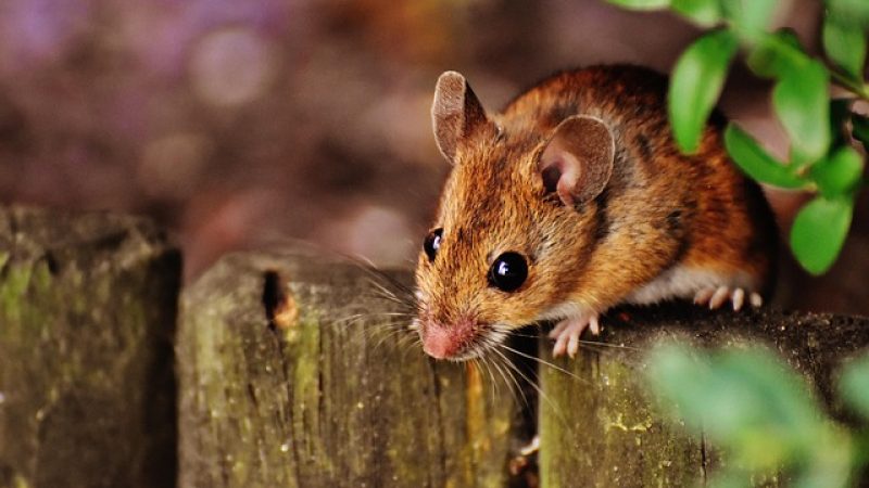 mouse-hantavirus-california