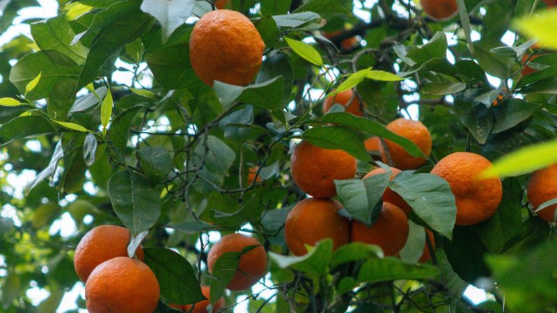 riverside-plagas-citricos-2025